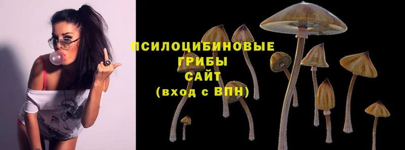 Псилоцибиновые грибы Cubensis  где купить наркоту  Баксан 